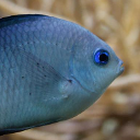 Spiny chromis