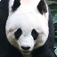 Giant panda