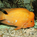 Midas cichlid