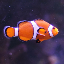 Clown anemonefish