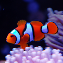 Orange clownfish