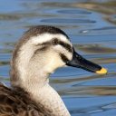 Eastern spot-billed duck