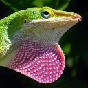 Green anole