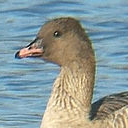 Pink-footed goose