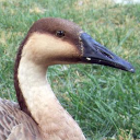 Swan goose