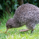 Little spotted kiwi