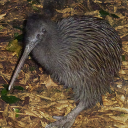 Okarito brown kiwi