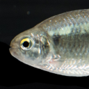 Mexican tetra