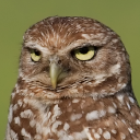 Burrowing owl