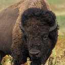 American bison