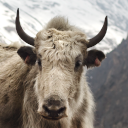 Domestic yak