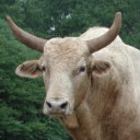 Hybrid - Bos Taurus