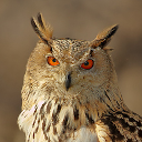 Eurasian eagle-owl