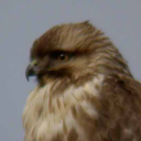 Eastern buzzard