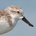 Spoon-billed sandpiper