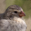 Small tree finch