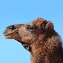 Arabian camel