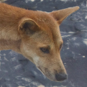 Dingo