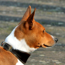 Dog - Basenji