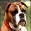 Canis_lupus_familiarisboxer