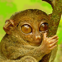 Tarsier