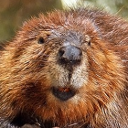 American beaver