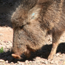 Chacoan peccary