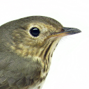 Swainson's thrush