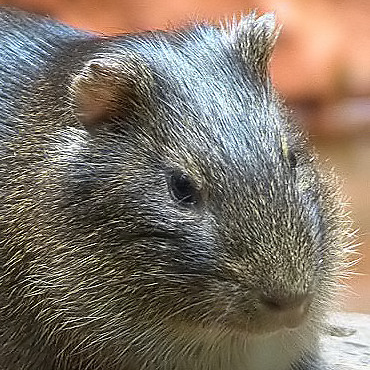 Brazilian guinea pig