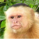 Panamanian white-faced capuchin