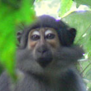 Sooty mangabey