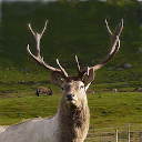 Yarkand deer