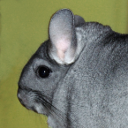 Long-tailed chinchilla