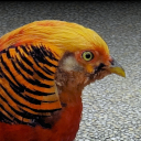 Golden pheasant