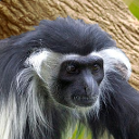 Angola colobus