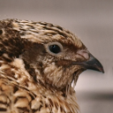 Japanese quail