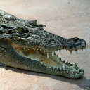 Australian saltwater crocodile