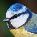 Blue tit