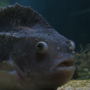 Lumpfish