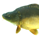 Common carp german mirror