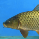 Common carp huanghe