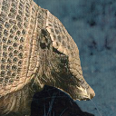 Armadillo