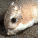 Kangaroo rat