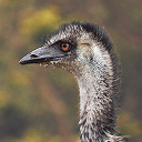 Emu