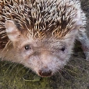 Lesser hedgehog tenrec