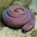 Hagfish