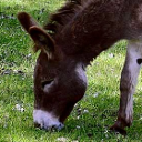 Donkey