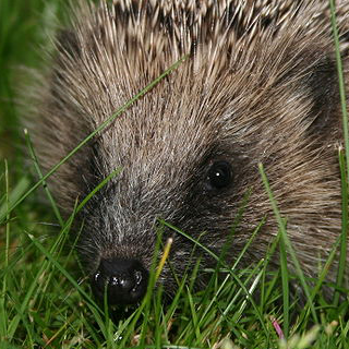 Hedgehog