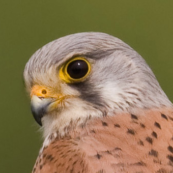 Common kestrel