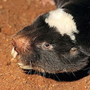 Damara mole rat